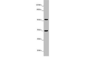 Western blot All lanes: KCNS3 antibody at 6. (KCNS3 抗体  (AA 1-180))