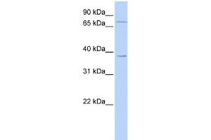 WB Suggested Anti-ZNF490 Antibody Titration:  0. (ZNF490 抗体  (N-Term))