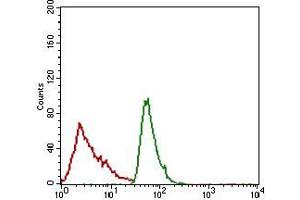 Flow cytometric analysis of JURKAT cells using ALCAM mouse mAb (green) and negative control (red). (CD166 抗体  (AA 48-216))
