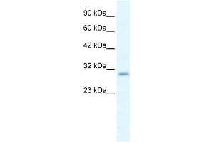 WB Suggested Anti-P2RX7 Antibody Titration:  1. (P2RX7 抗体  (N-Term))
