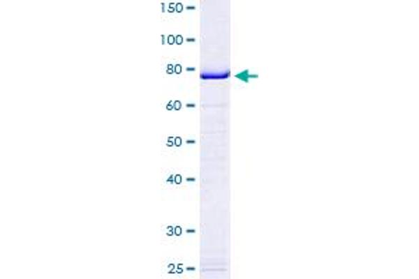 eEF1A1 Protein (AA 1-462) (GST tag)