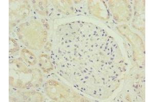 Immunohistochemistry of paraffin-embedded human kidney tissue using ABIN7165639 at dilution of 1:100 (HOOK2 抗体  (AA 440-719))