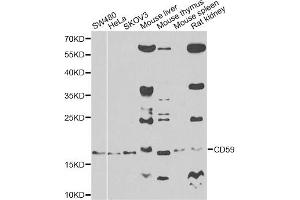 Western blot analysis of extracts of various cell lines, using CD59 antibody (ABIN3212238) at 1/500 dilution. (CD59 抗体)