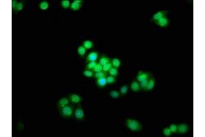 Immunofluorescence staining of PC-3 cells with ABIN7170484 at 1:133, counter-stained with DAPI. (SPAG8 抗体  (AA 236-409))