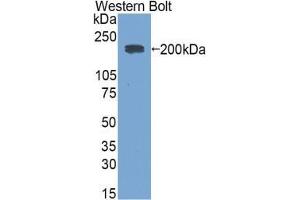 Western blot analysis of the recombinant protein. (兔 anti-小鼠 IgE Antibody)