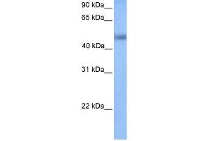 WB Suggested Anti-UBTFL1 Antibody Titration:  0. (UBTFL1 抗体  (N-Term))