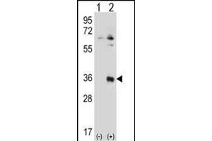 Western blot analysis of TSSK6 (arrow) using rabbit polyclonal TSSK6 Antibody (N-term) (ABIN656395 and ABIN2845690). (TSSK6 抗体  (N-Term))