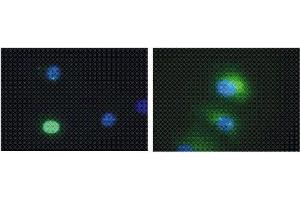 Immunofluorescence (IF) image for anti-Death-Domain Associated Protein (DAXX) antibody (ABIN187532) (DAXX 抗体)