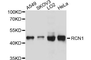 Western blot analysis of extracts of various cell lines, using RCN1 antibody. (RCN1 抗体)