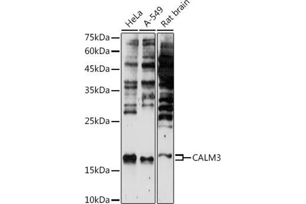 Calmodulin 3 抗体  (AA 1-100)