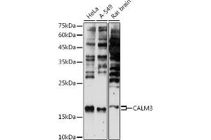 Western blot analysis of extracts of various cell lines, using C antibody (ABIN7266028) at 1:500 dilution.