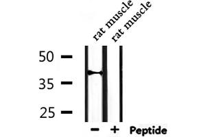 Western blot analysis of extracts from rat muscle, using Cytochrome P450 27C1 Antibody. (CYP27C1 抗体)