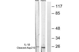 Western blot analysis of extracts from K562 cells and HepG2 cells, using Caspase 1 (Cleaved-Asp210) antibody (ABIN5978453). (Caspase 1 抗体  (Cleaved-Asp210, Internal Region))