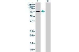 Western Blot analysis of TAF15 expression in transfected 293T cell line by TAF15 MaxPab polyclonal antibody.