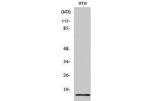 Western Blotting (WB) image for anti-Synuclein, gamma (Breast Cancer-Specific Protein 1) (SNCG) (C-Term) antibody (ABIN3177576) (SNCG 抗体  (C-Term))