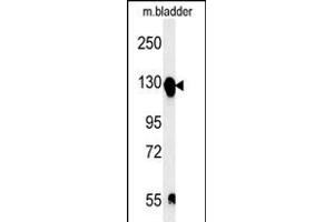ITGA5 Antibody (C-term) (ABIN651710 and ABIN2840370) western blot analysis in mouse bladder tissue lysates (15 μg/lane). (ITGA5 抗体  (AA 796-822))