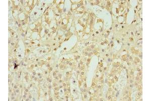 Immunohistochemistry of paraffin-embedded human adrenal gland tissue using ABIN7174554 at dilution of 1:100 (UBL7 抗体  (AA 1-300))