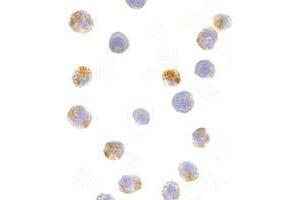 Immunocytochemistry of AID in Ramos cells with AP30028PU-N Ramos antibody at 10 μg/ml. (AICDA 抗体  (C-Term))