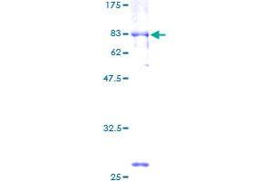 NFIB Protein (AA 1-420) (GST tag)