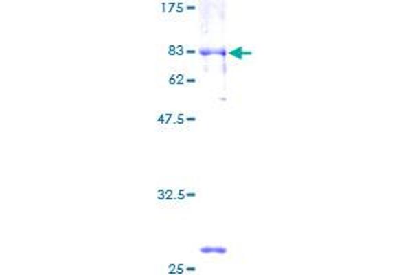 NFIB Protein (AA 1-420) (GST tag)
