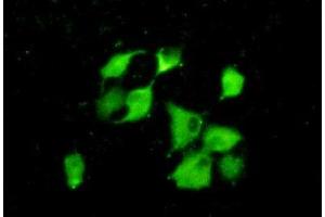 IHC-P analysis of A549 cells, with FITC staining. (PPID 抗体  (AA 7-206))