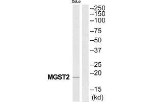 Western Blotting (WB) image for anti-Microsomal Glutathione S-Transferase 2 (MGST2) (Internal Region) antibody (ABIN1851546) (MGST2 抗体  (Internal Region))