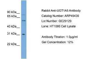WB Suggested Anti-UGT1A5  Antibody Titration: 0. (UGT1A5 抗体  (N-Term))