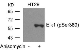 Western blot analysis of extracts from HT29 cells untreated or treated with Anisomycin using Elk1(Phospho-Ser389) Antibody. (ELK1 抗体  (pSer389))