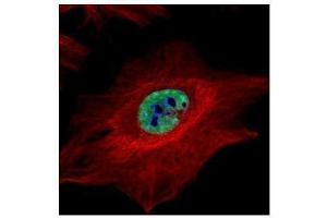 ICC/IF Image Confocal immunofluorescence analysis (Olympus FV10i) of paraformaldehyde-fixed HeLa, using MLH1, antibody (Green) at 1:500 dilution. (MLH1 抗体)