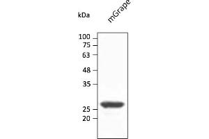 Western Blotting (WB) image for anti-mGrape Fluorescent Protein antibody (ABIN7273104) (mGrape Fluorescent Protein 抗体)