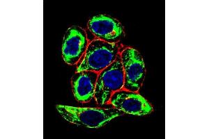 Confocal immunofluorescent analysis of X6 Antibody (Ascites) ABIN659068 with Hela cell followed by Alexa Fluor® 488-conjugated goat anti-mouse lgG (green). (PAX6 抗体)