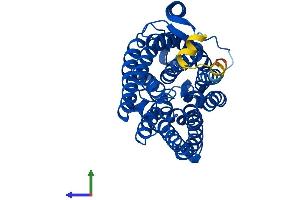 Protein Structure (PS) image for Rh Family A Glycoprotein (RHAG) (AA 1-409) protein (His tag) (ABIN7551366)