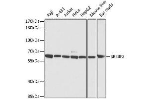 Western blot analysis of extracts of various cell lines, using SREBF2 antibody. (SREBF2 抗体  (AA 1-220))