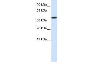 WB Suggested Anti-CNOT2 Antibody Titration:  1. (CNOT2 抗体  (Middle Region))