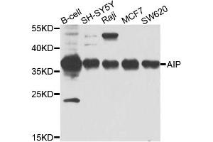 Western blot analysis of extracts of various cell lines, using AIP antibody. (AIP 抗体)