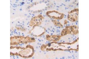 Used in DAB staining on fromalin fixed paraffin- embedded kidney tissue (EPB41 抗体  (AA 210-497))