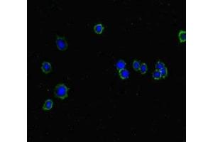 Immunofluorescent analysis of HepG2 cells using ABIN7157130 at dilution of 1:100 and Alexa Fluor 488-congugated AffiniPure Goat Anti-Rabbit IgG(H+L) (ISPD 抗体  (AA 1-264))
