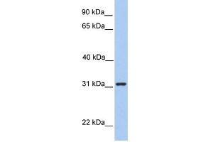 WB Suggested Anti-SRPRB Antibody Titration:  0. (SRPRB 抗体  (Middle Region))