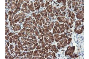 Image no. 3 for anti-Myeloid Leukemia Factor 1 (MLF1) antibody (ABIN1499493) (MLF1 抗体)