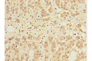 Immunohistochemistry of paraffin-embedded human adrenal gland tissue using ABIN7153515 at dilution of 1:100 (GABARAPL1 抗体  (AA 1-117))