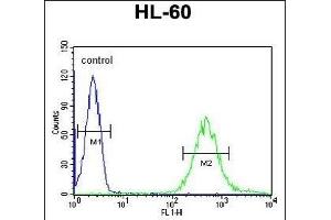 FUT6 Antibody (Center) (ABIN651118 and ABIN2840083) flow cytometric analysis of HL-60 cells (right histogram) compared to a negative control cell (left histogram). (FUT6 抗体  (AA 102-130))