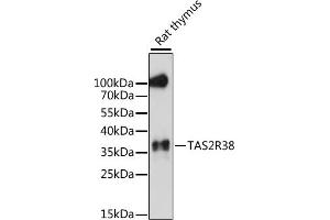 Western blot analysis of extracts of rat thymus, using TR38 antibody (ABIN7270736) at 1:1000 dilution. (TAS2R38 抗体  (AA 150-250))