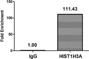 Chromatin Immunoprecipitation Hela (4*10 6 , treated with 30 mM sodium butyrate for 4h) were treated with Micrococcal Nuclease, sonicated, and immunoprecipitated with 5 μg anti-HIST1H3A (ABIN7139182) or a control normal rabbit IgG. (HIST1H3A 抗体  (acLys4))