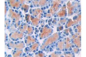 DAB staining on IHC-P; Samples: Rat Pancreas Tissue (Thymidine Phosphorylase 抗体  (AA 33-290))