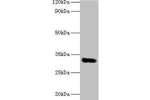 Western blot All lanes: EEF1D antibody at 2 μg/mL + MCF-7 whole cell lysate Secondary Goat polyclonal to rabbit lgG at 1/15000 dilution Predicted band size: 32, 72, 29, 30 kDa Observed band size: 32 kDa (EEF1D 抗体  (AA 2-281))