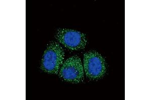Immunofluorescence (IF) image for anti-Sodium Channel, Nonvoltage-Gated 1 alpha (SCNN1A) (AA 365-391) antibody (ABIN652752)