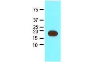 Recombinant Streptavidin protein (17kDa) were resolved by SDS-PAGE, transferred to nitrocellulose membrane and probed with anti-Streptavidin (1:2000). (Streptavidin 抗体  (AA 25-183))