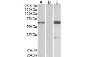 HEK293 lysate (10ug protein in RIPA buffer) over expressing Human BAIAP2 with DYKDDDDK tag probed with ABIN184627 (1. (BAIAP2 抗体  (C-Term))