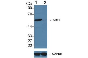 Knockout Varification: ;Lane 1: Wild-type Hela cell lysate; ;Lane 2: KRT8 knockout Hela cell lysate; ;Predicted MW: 54,57kDa ;Observed MW: 57kDa;Primary Ab: 2µg/ml Rabbit Anti-Human KRT8 Antibody;Second Ab: 0. (KRT8 抗体  (AA 92-393))