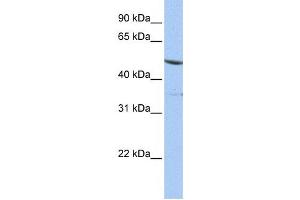 Western Blotting (WB) image for anti-Interferon Related Developmental Regulator 1 (IFRD1) antibody (ABIN2459777) (IFRD1 抗体)